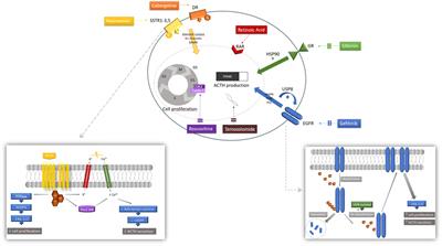 Frontiers | Pituitary-Directed Therapies For Cushing’s Disease